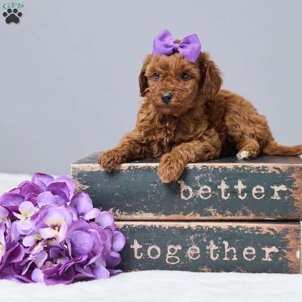 Chandra, Miniature Poodle Puppy